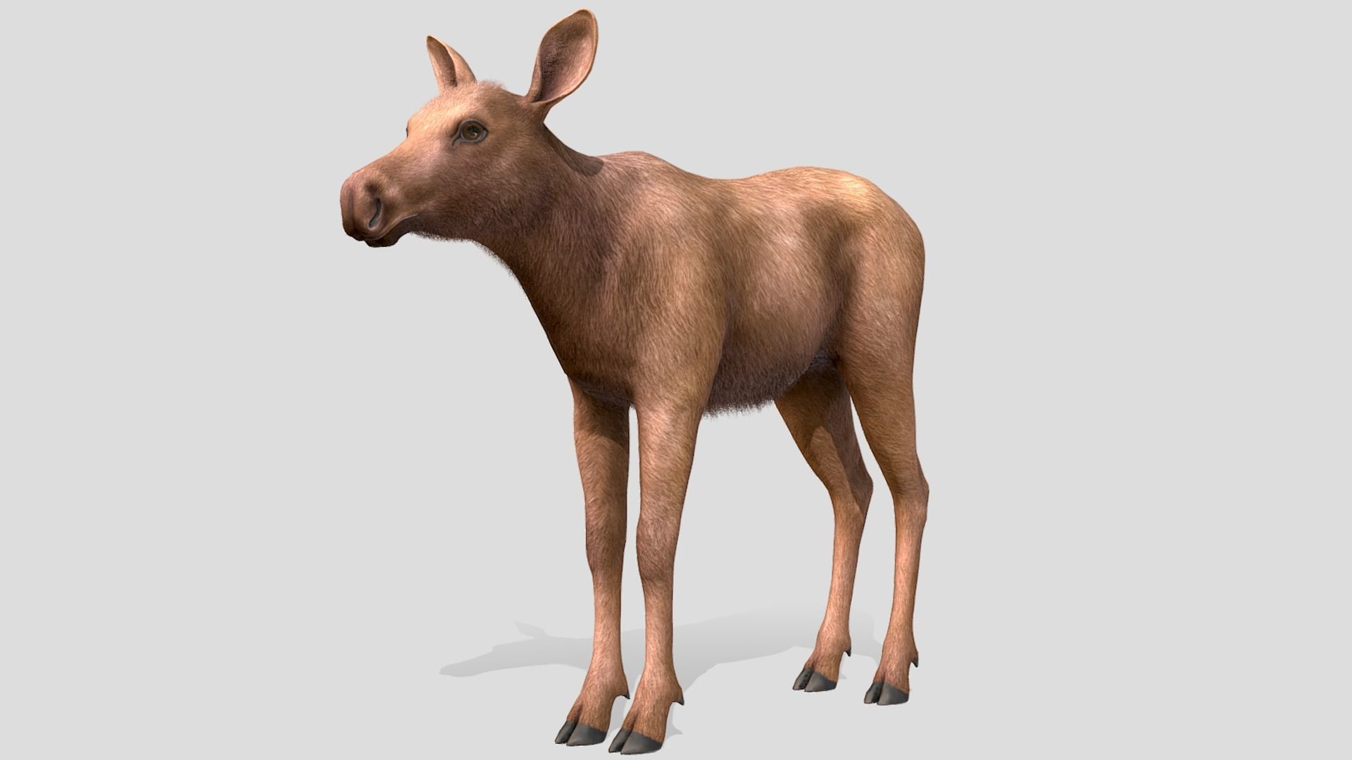 MOOSE FAMILY Low-poly 3D model_24