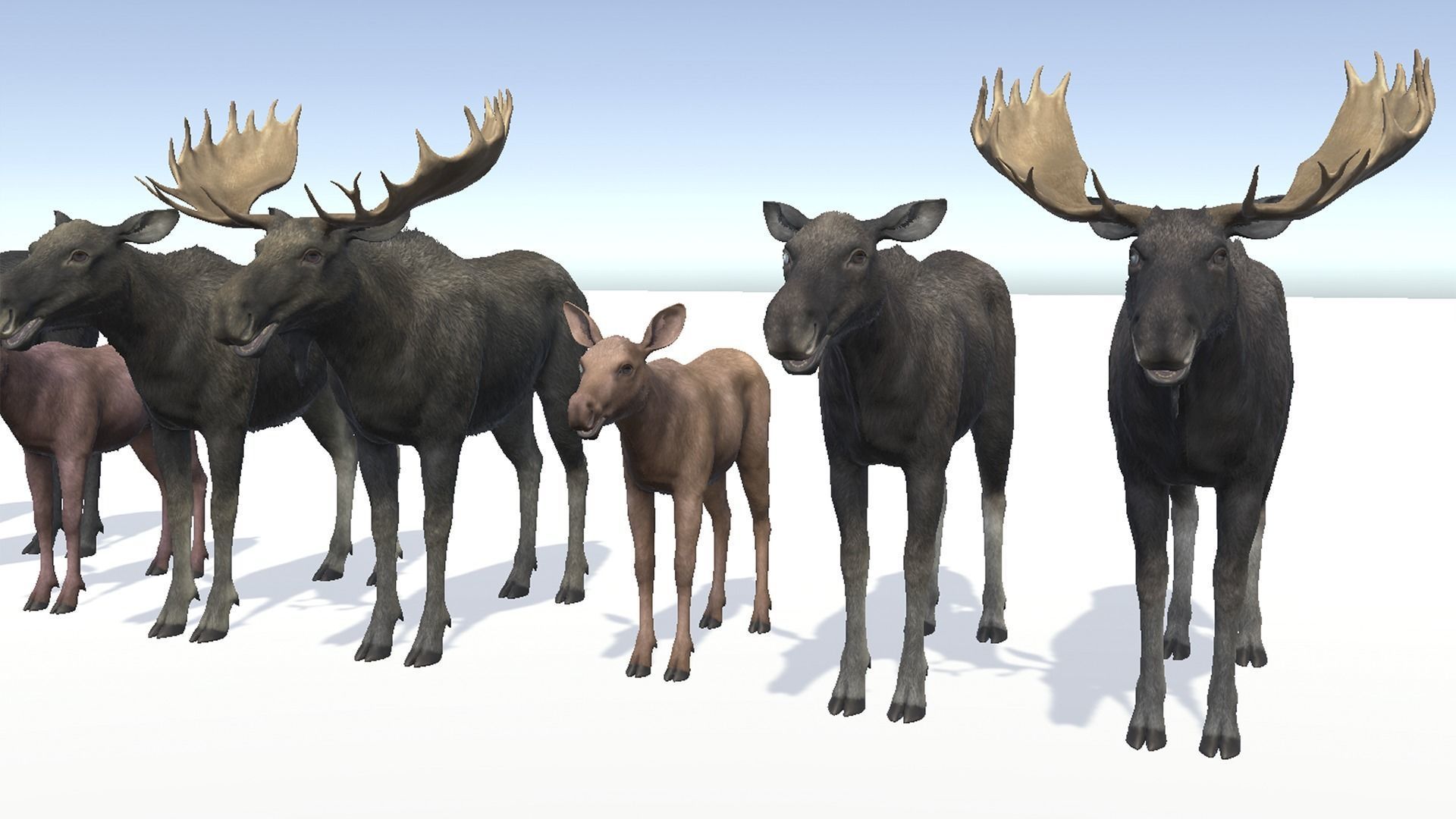MOOSE FAMILY Low-poly 3D model_5