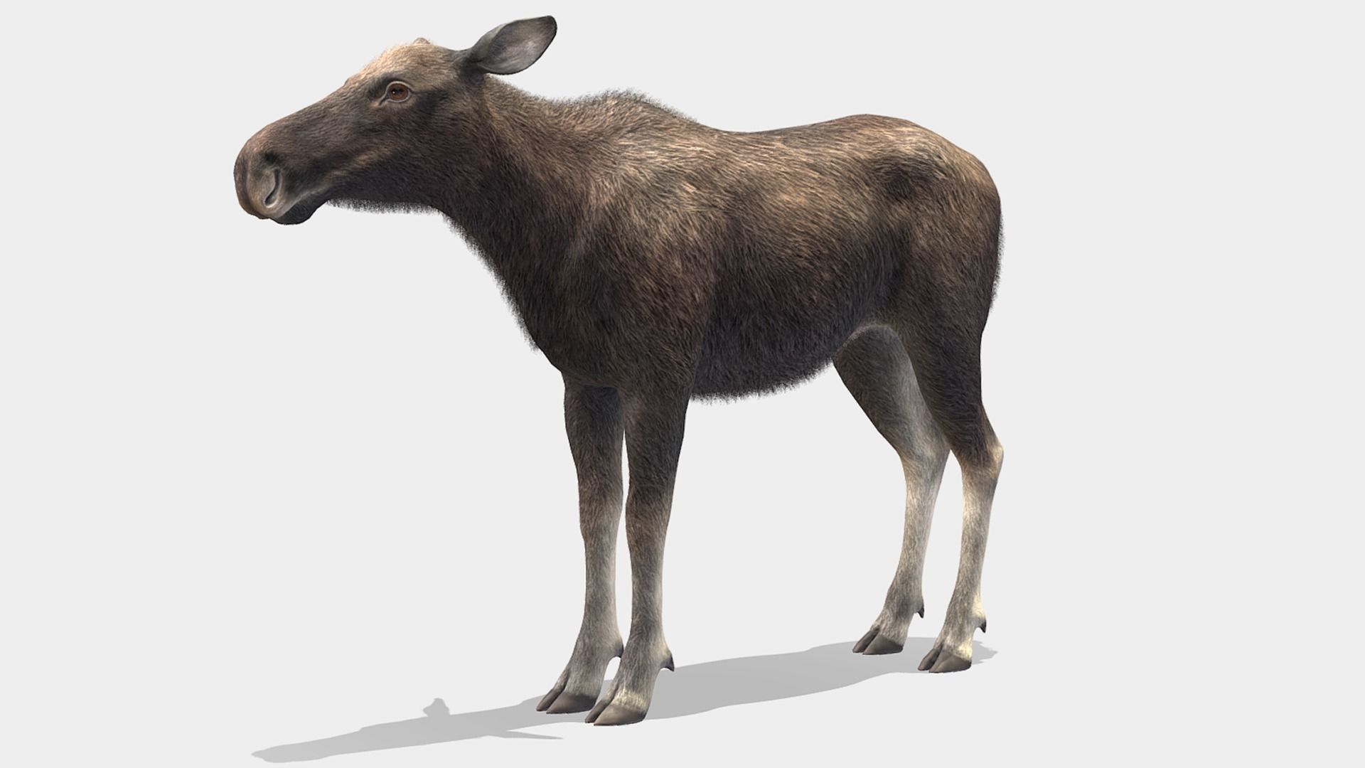 MOOSE FAMILY Low-poly 3D model_16