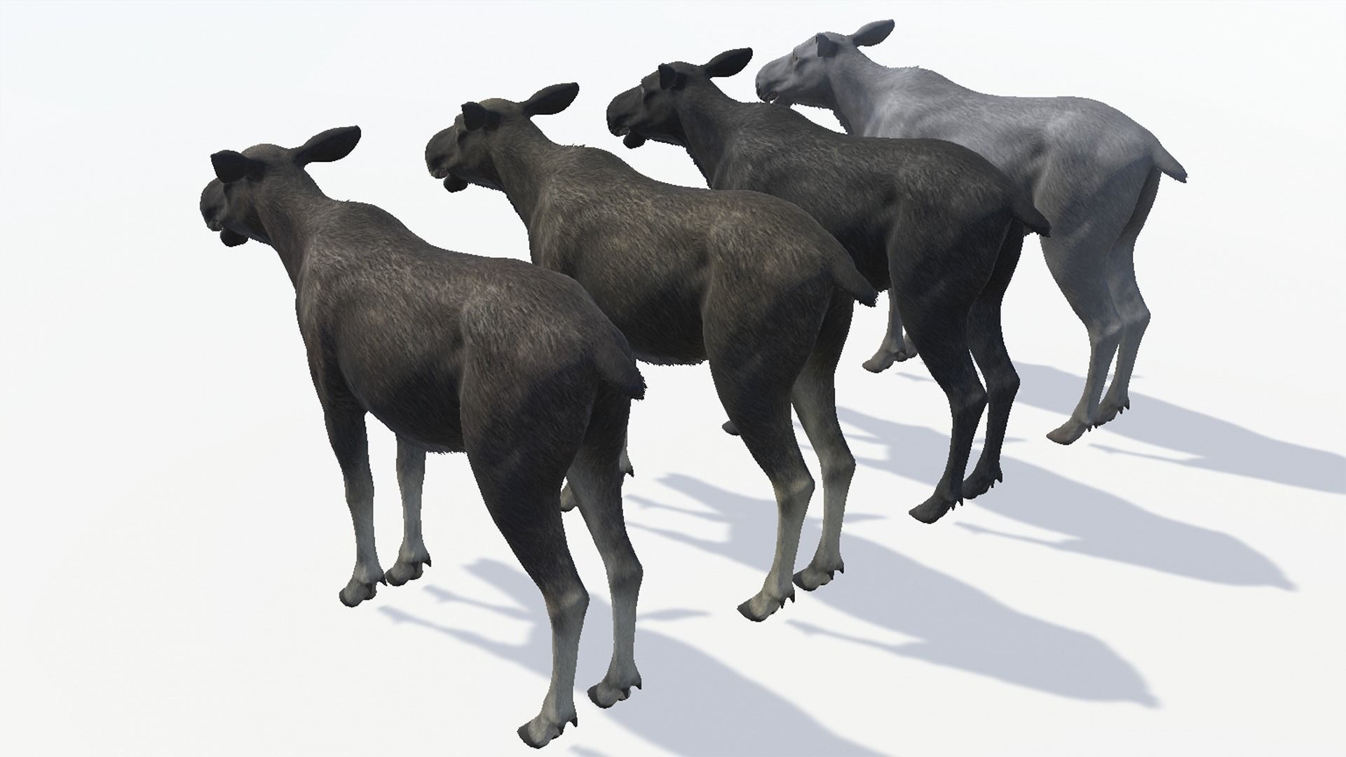 MOOSE FAMILY Low-poly 3D model_21
