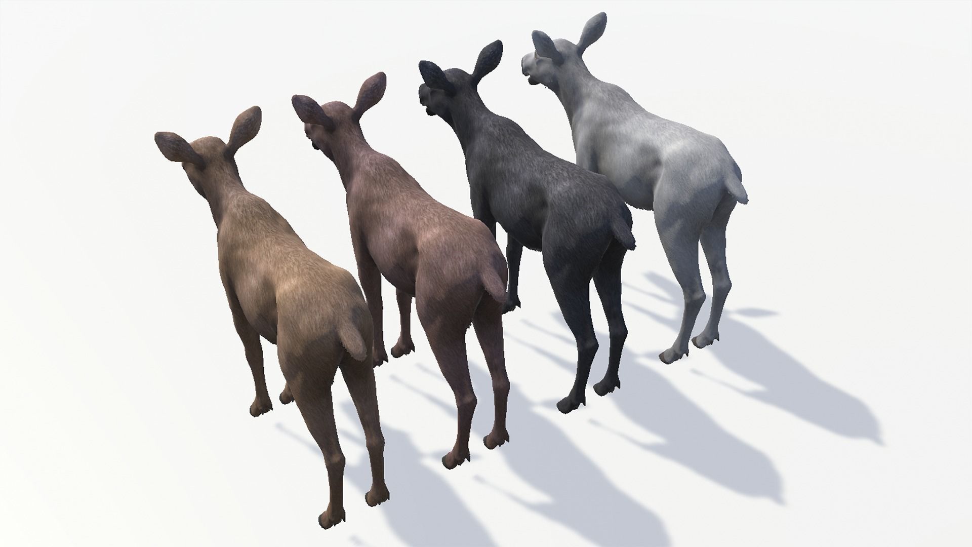 MOOSE FAMILY Low-poly 3D model_29