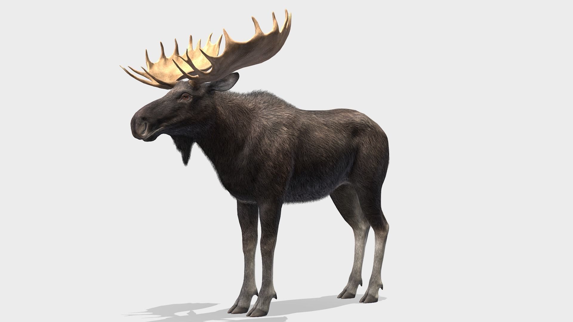 MOOSE FAMILY Low-poly 3D model_8