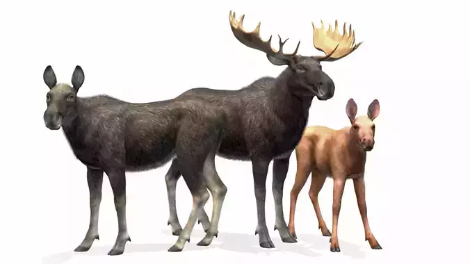 MOOSE FAMILY Low-poly 3D model