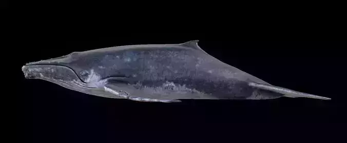 Humpback Whale Low-poly 3D model