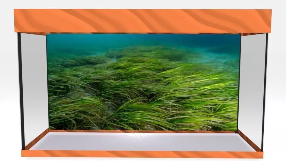 aquarium glass case with grass in it Low-poly 3D model_0