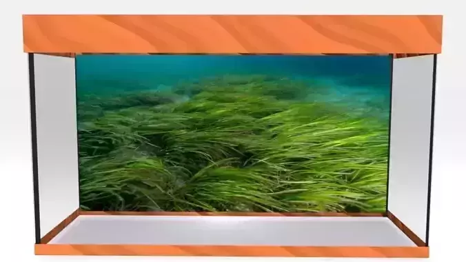 aquarium glass case with grass in it