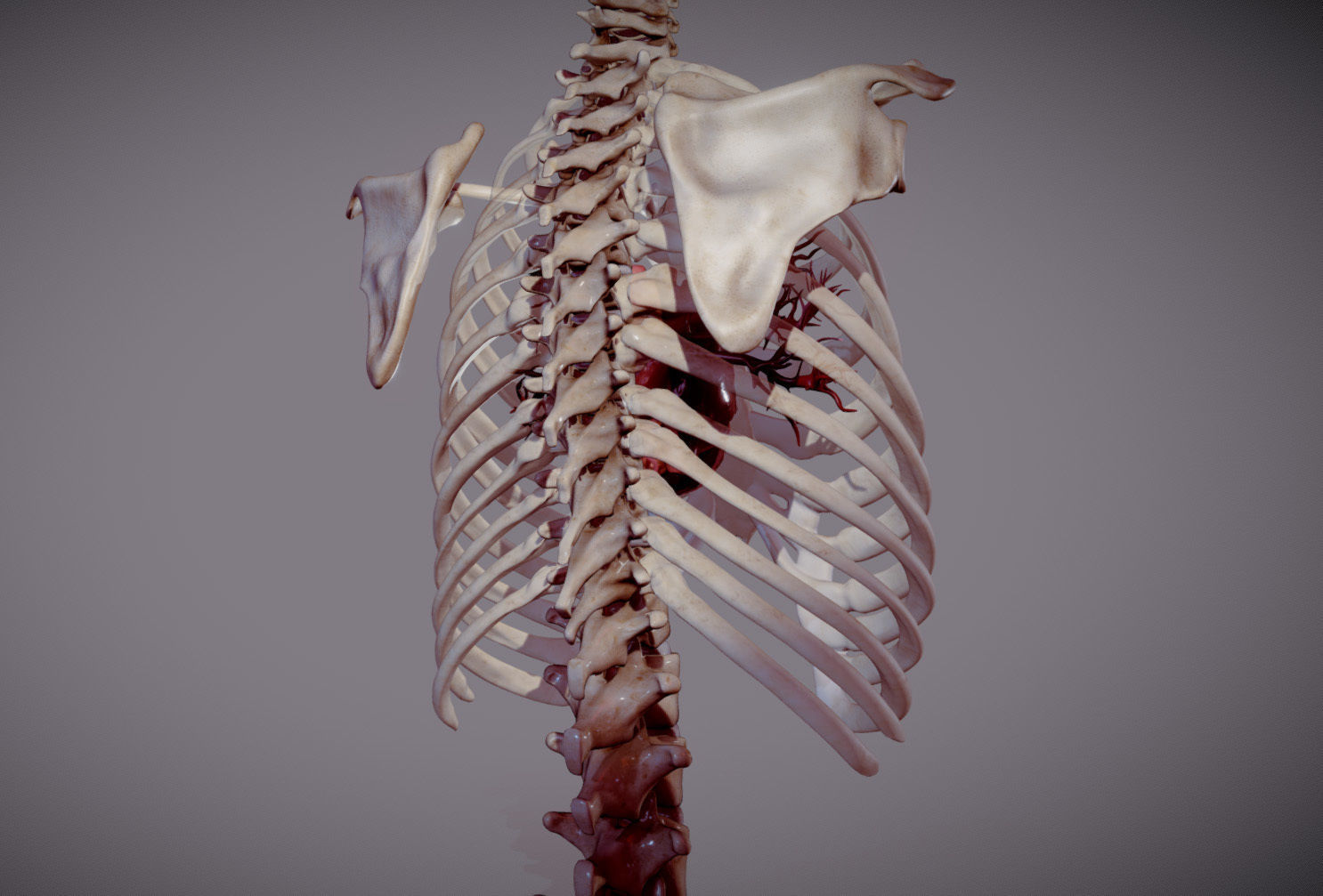 Animated heart inside RibCage  3D model_3