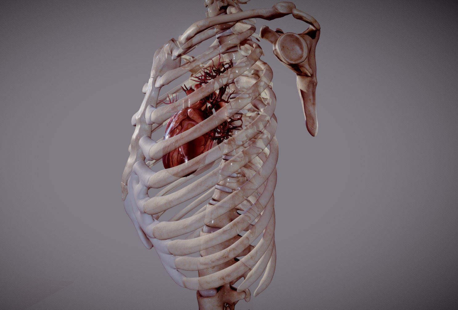 Animated heart inside RibCage  3D model_2
