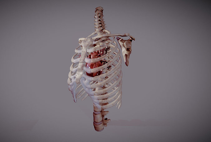 Animated heart inside RibCage  3D model