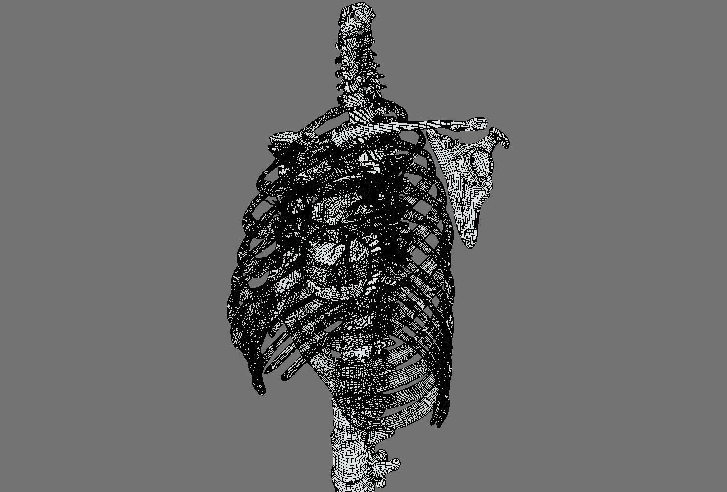 Animated heart inside RibCage  3D model_4