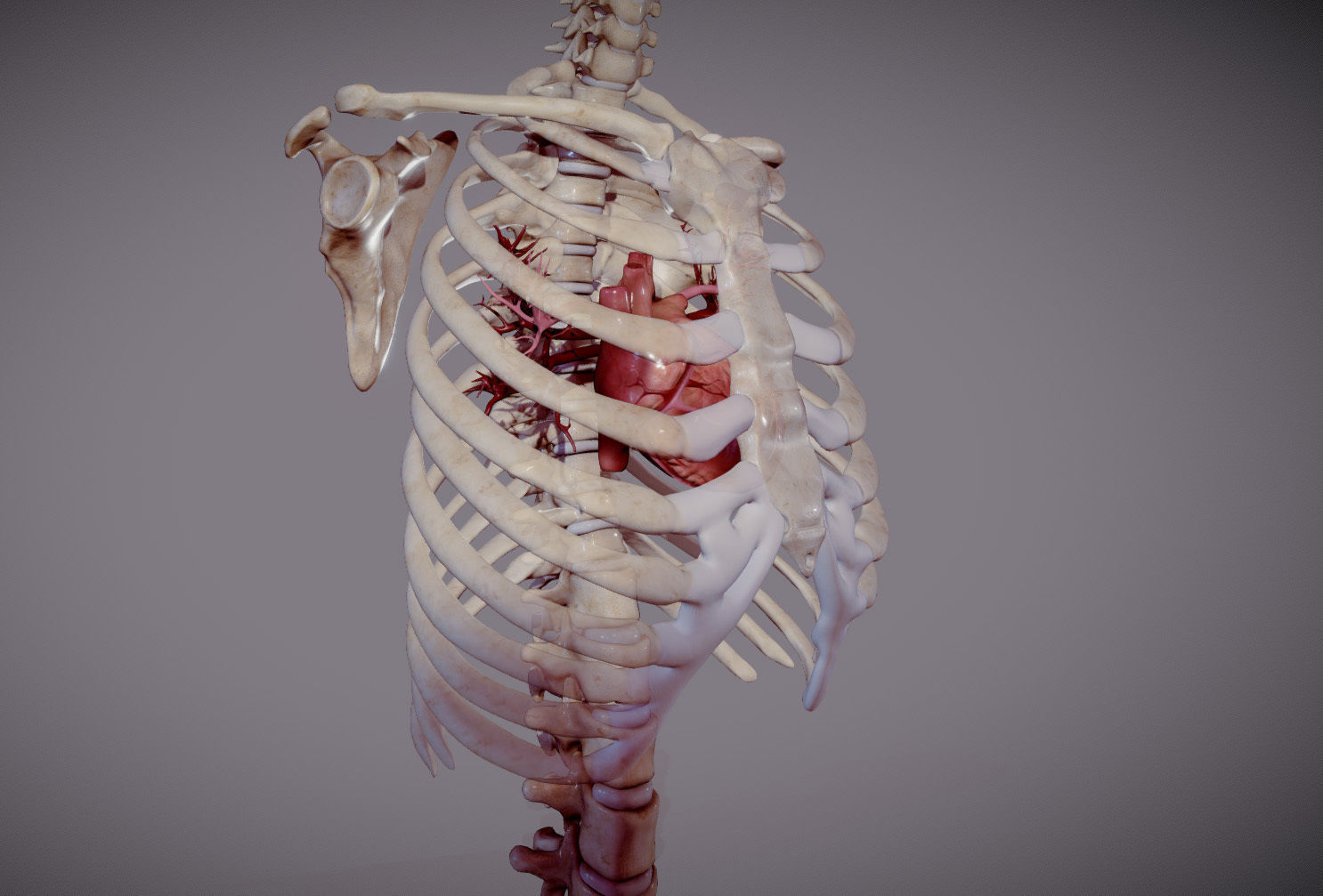 Animated heart inside RibCage  3D model_1