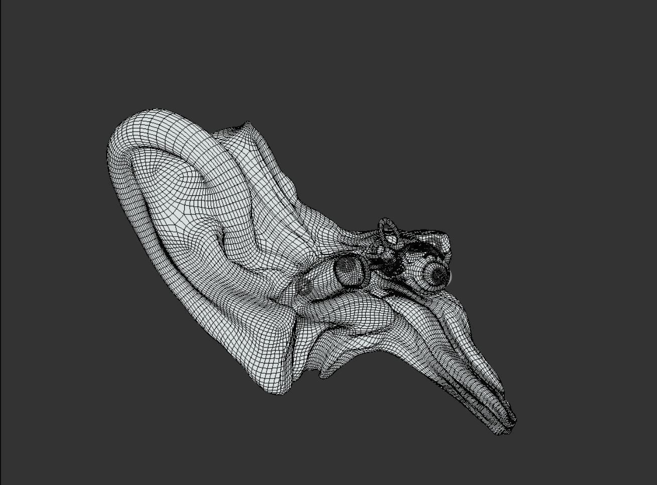 Ear Cross-Section  Low-poly 3D model_5