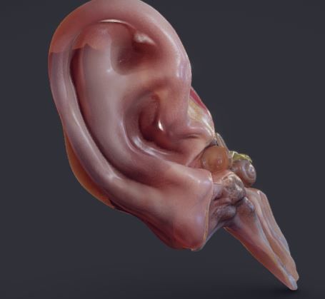 Ear Cross-Section  Low-poly 3D model_3