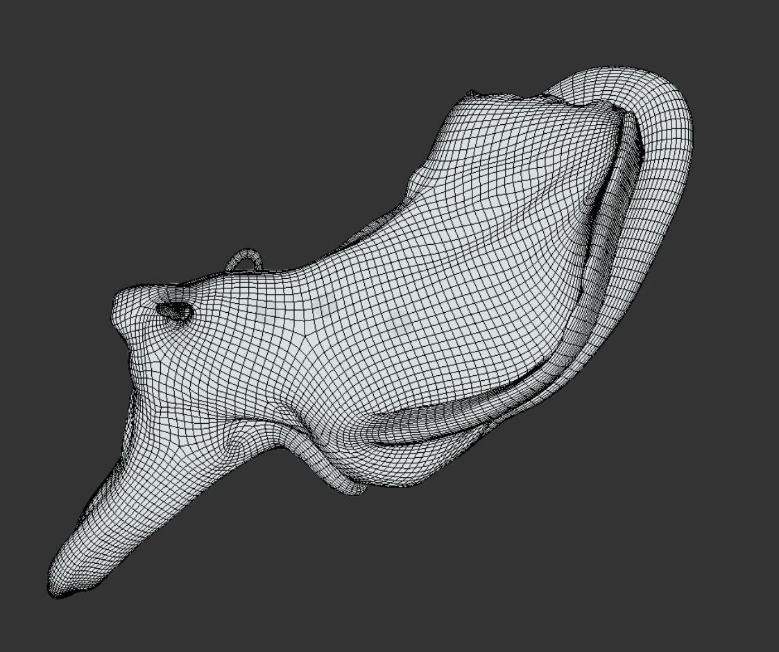 Ear Cross-Section  Low-poly 3D model_6