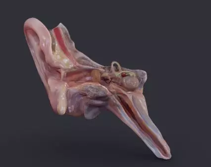 Ear Cross-Section  Low-poly 3D model_0