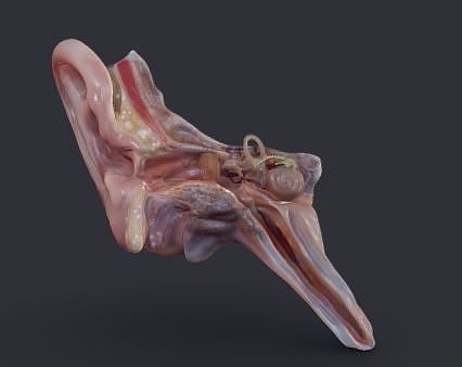 Ear Cross-Section  Low-poly 3D model