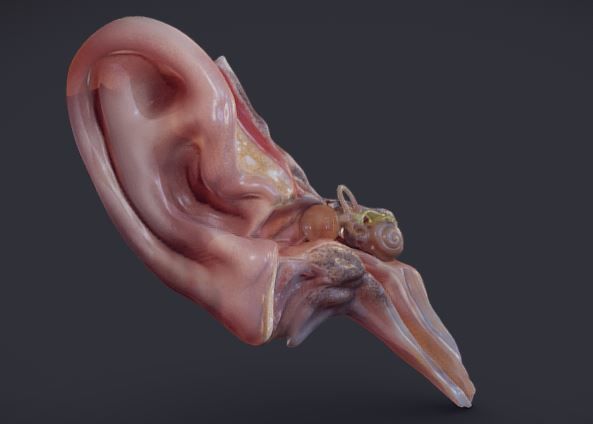 Ear Cross-Section  Low-poly 3D model_1