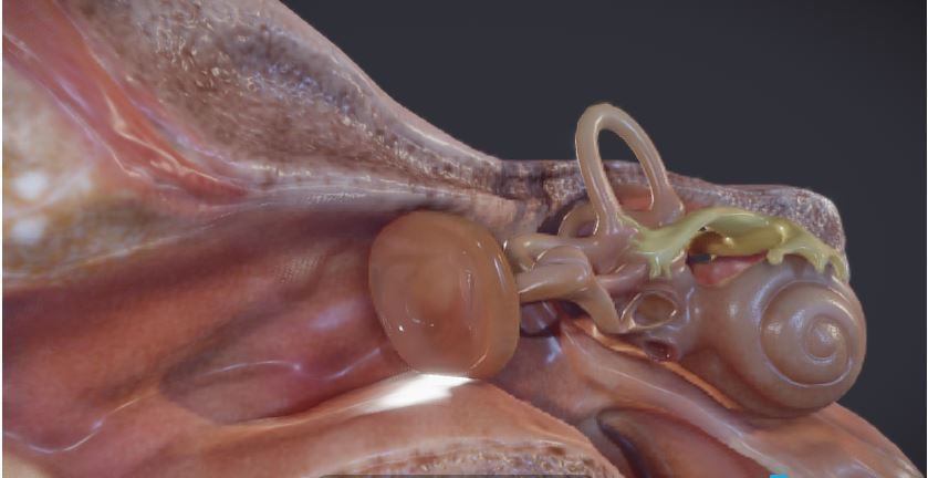 Ear Cross-Section  Low-poly 3D model_2