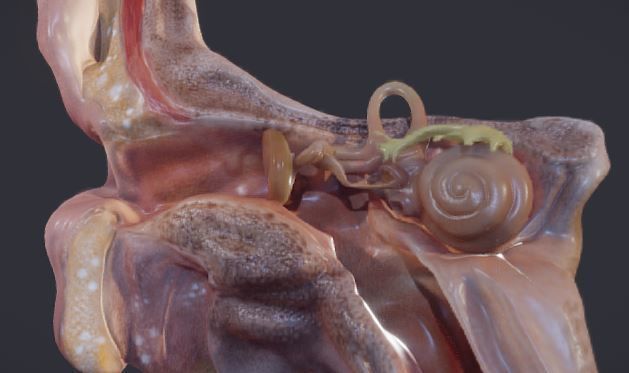 Ear Cross-Section  Low-poly 3D model_4