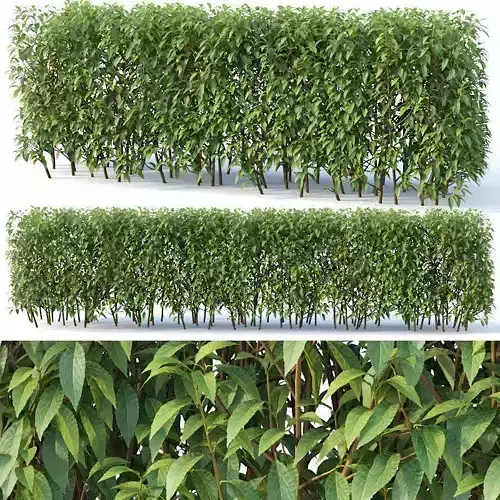Forsythia Nr7 - summer H120 cm  3D model