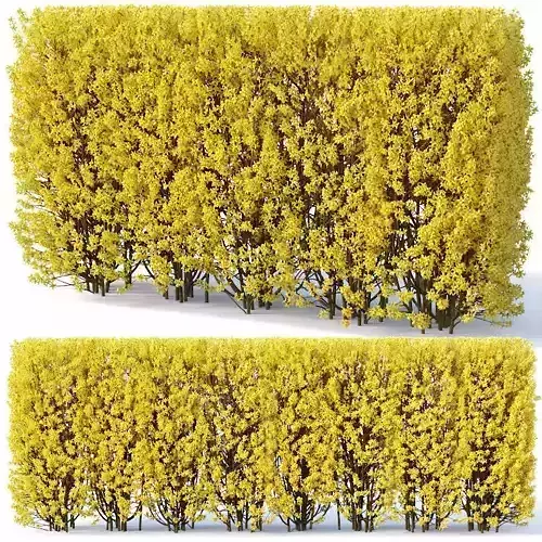 Forsythia Nr2 - hedge H180 cm