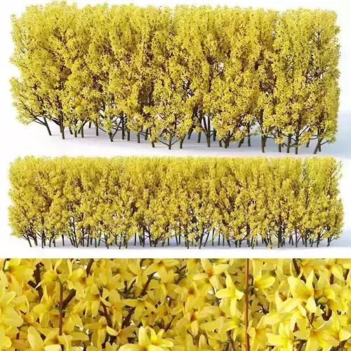 Forsythia Nr3 - hedge H120 cm
