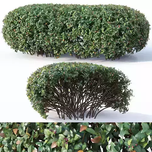Cotoneaster lucidus Nr8 - Wide customizable hedge