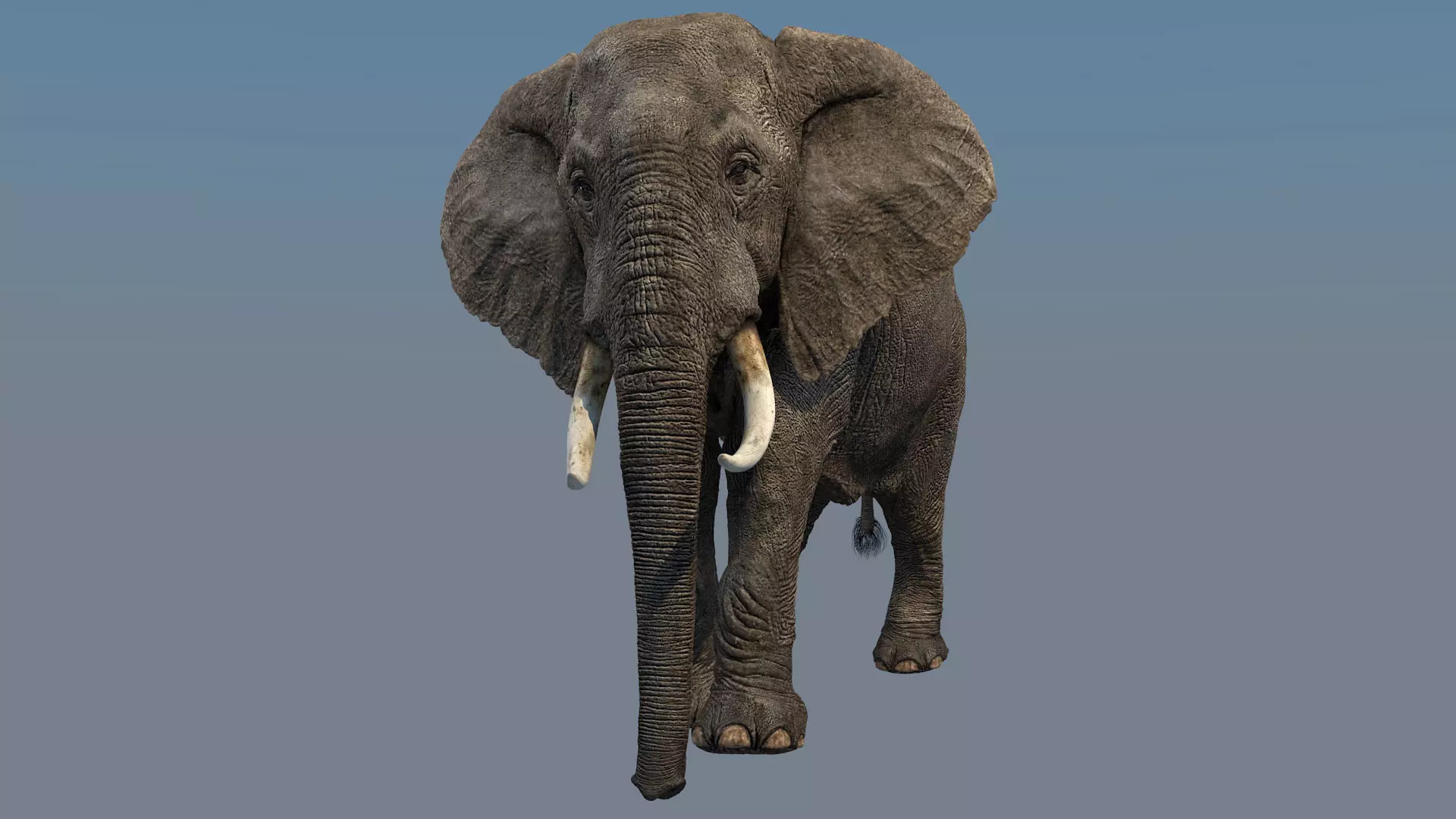Elephant walk 3D model_0