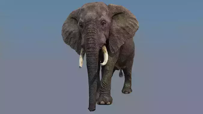 Elephant walk 3D model