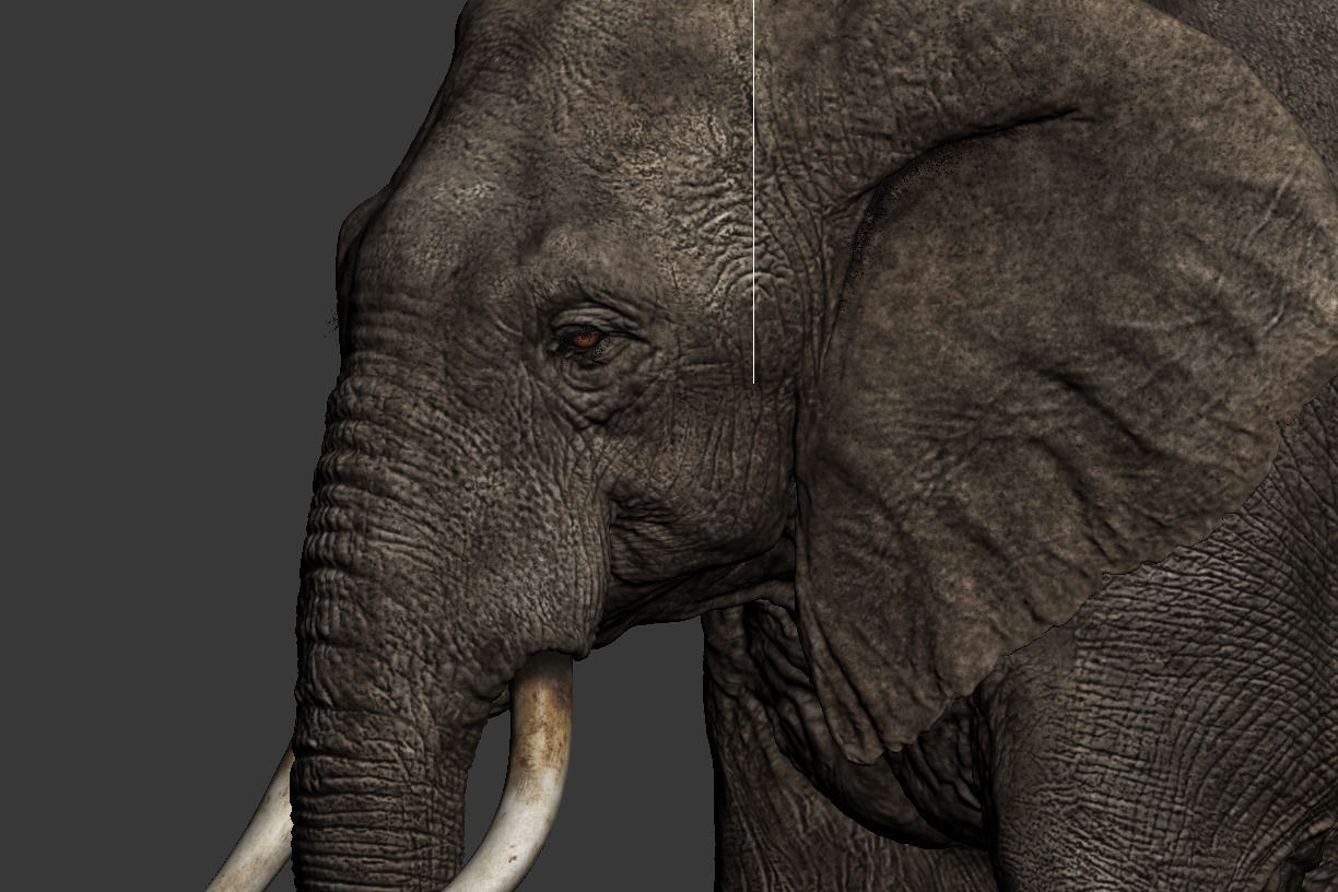 Elephant walk 3D model_10