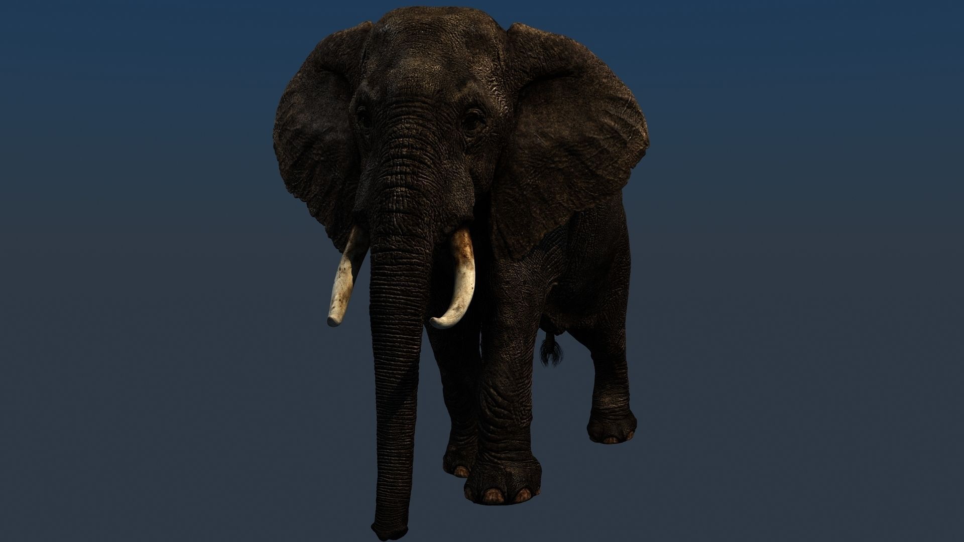 Elephant walk 3D model_11