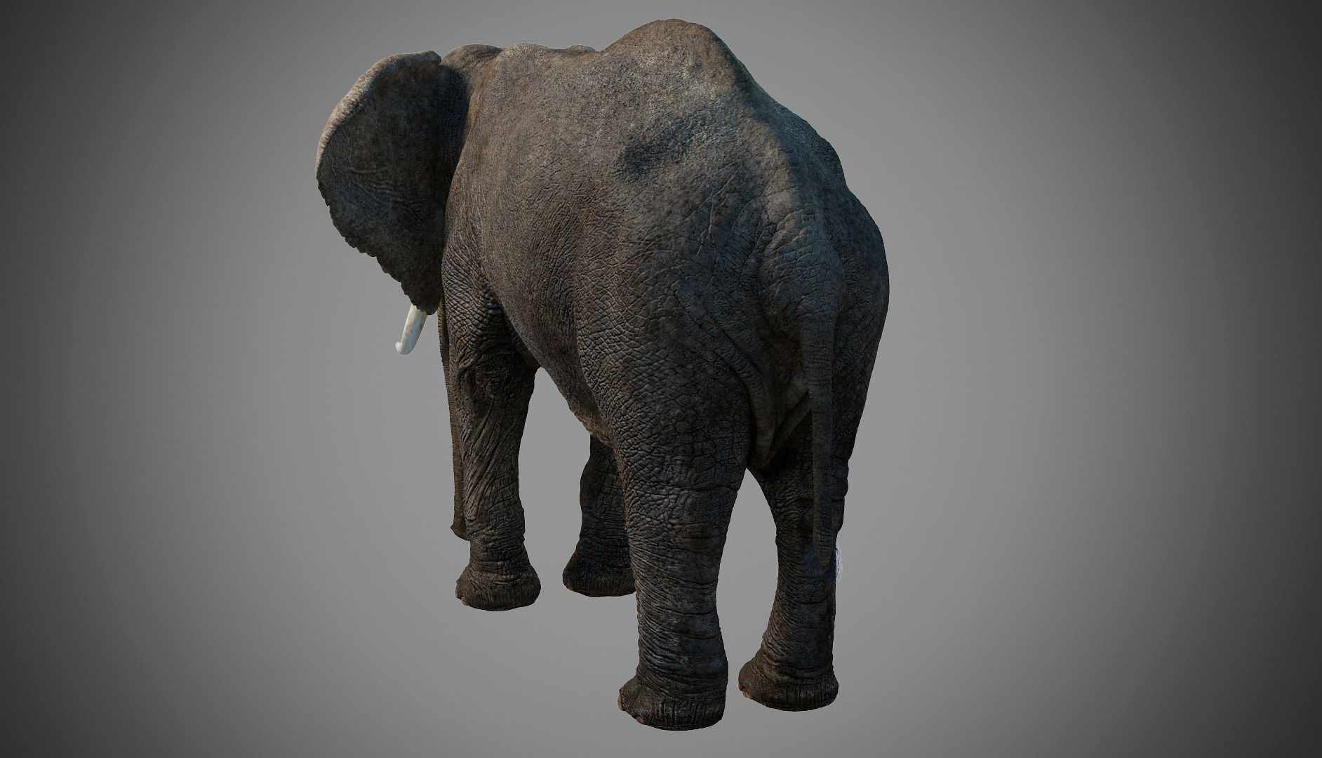 Elephant walk 3D model_12