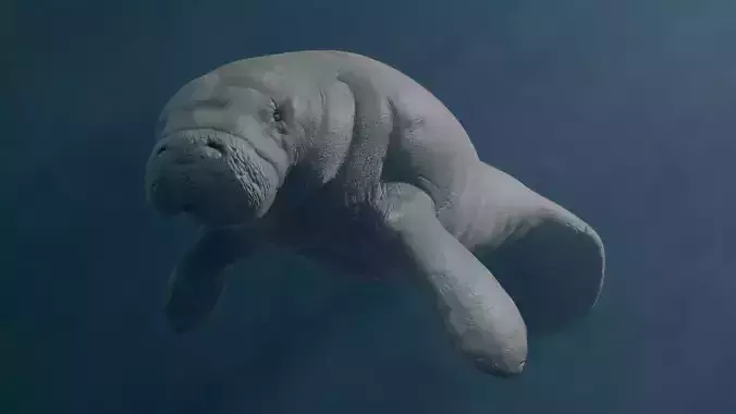 Florida Manatee 3D model