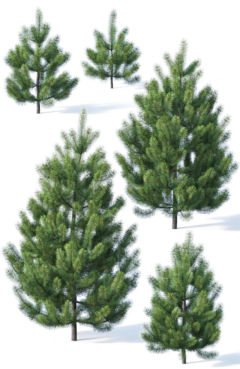 Pinus sylvestris Nr1 H1-3m 3D model_2