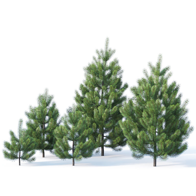 Pinus sylvestris Nr1 H1-3m 3D model_3