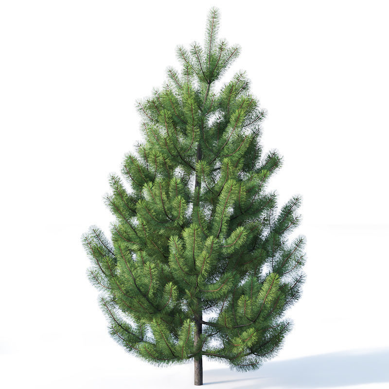 Pinus sylvestris Nr1 H1-3m 3D model_9