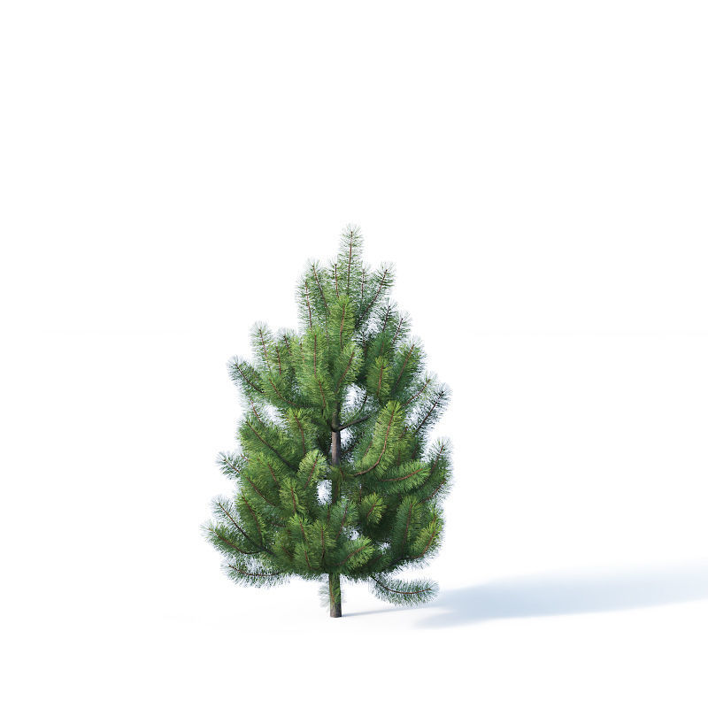 Pinus sylvestris Nr1 H1-3m 3D model_7