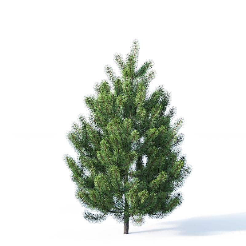 Pinus sylvestris Nr1 H1-3m 3D model_8