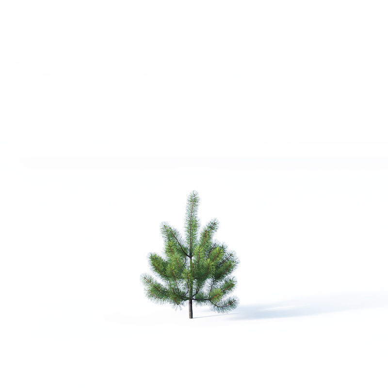 Pinus sylvestris Nr1 H1-3m 3D model_5