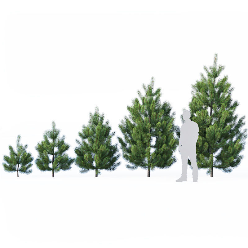 Pinus sylvestris Nr1 H1-3m 3D model_4