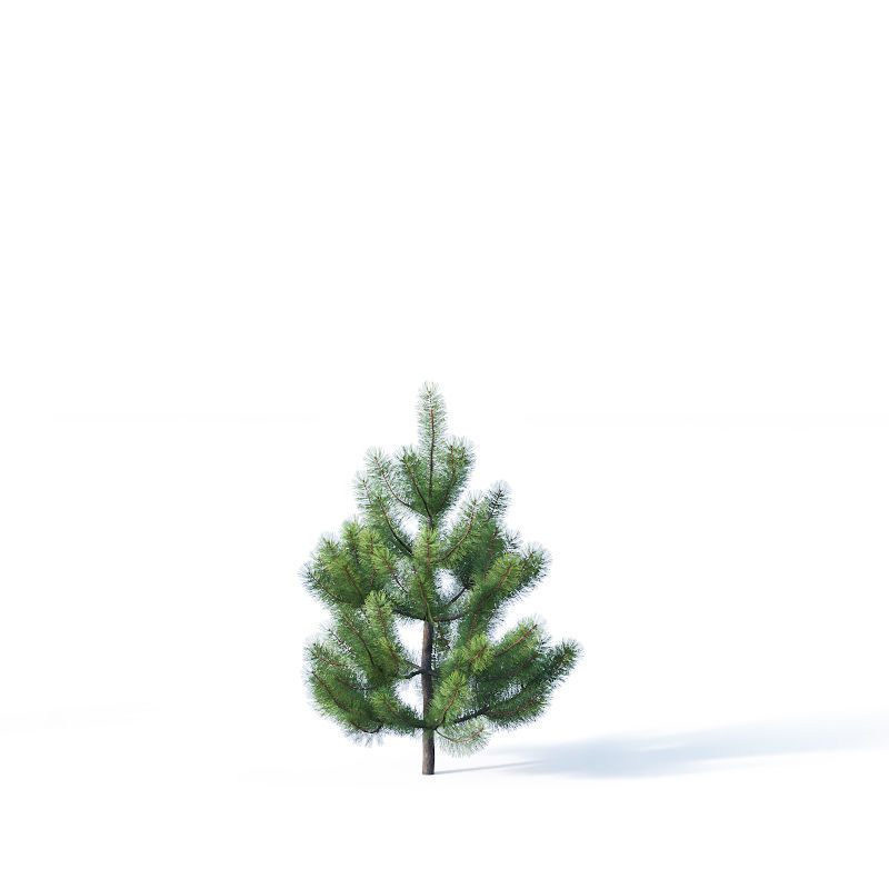 Pinus sylvestris Nr1 H1-3m 3D model_6