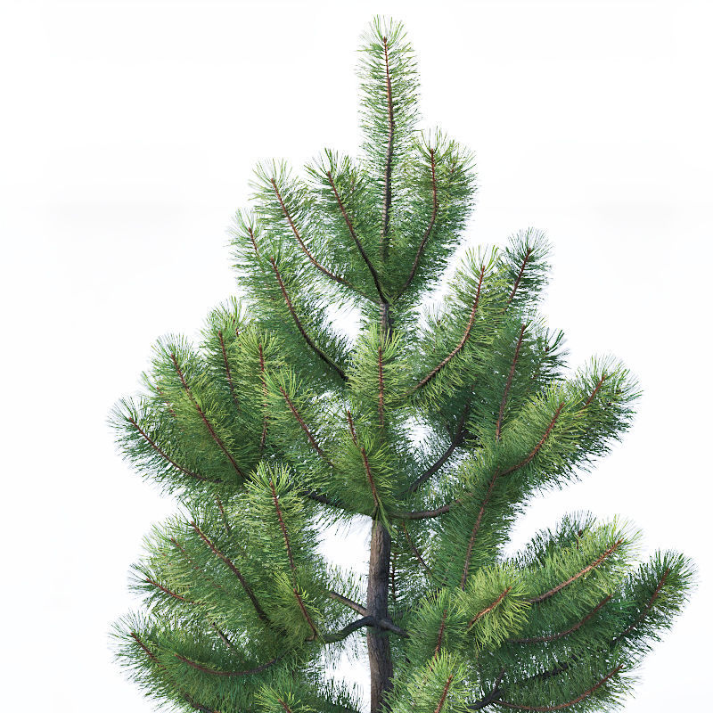 Pinus sylvestris Nr1 H1-3m 3D model_1