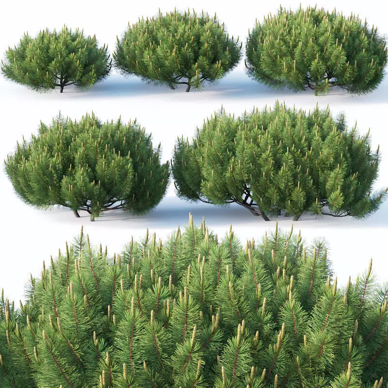 Pinus mugo Nr1 H50-100 cm 3D model