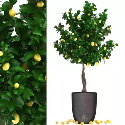Lemon Tree with Fruit 3 3D model