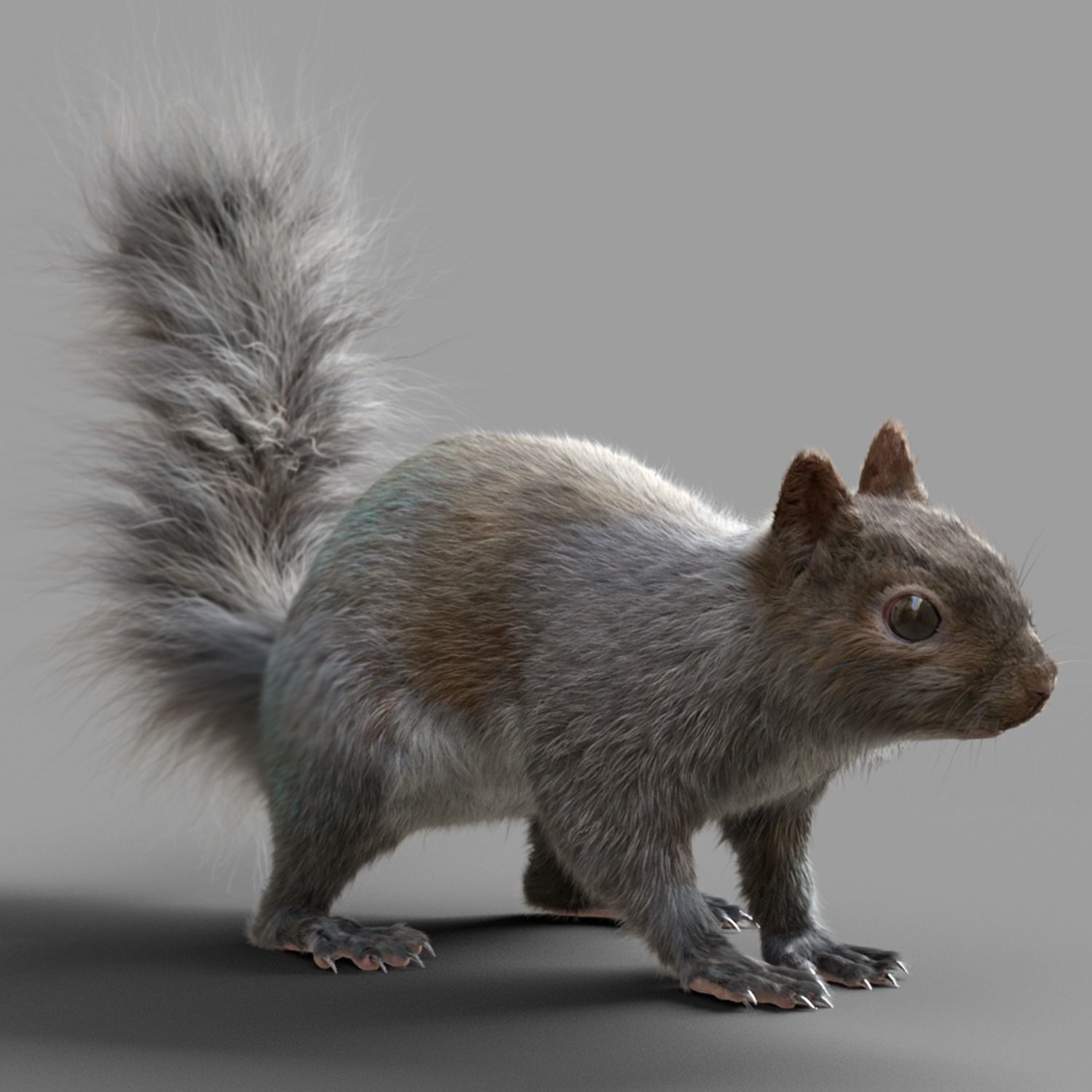 Squirrel 3D model_5