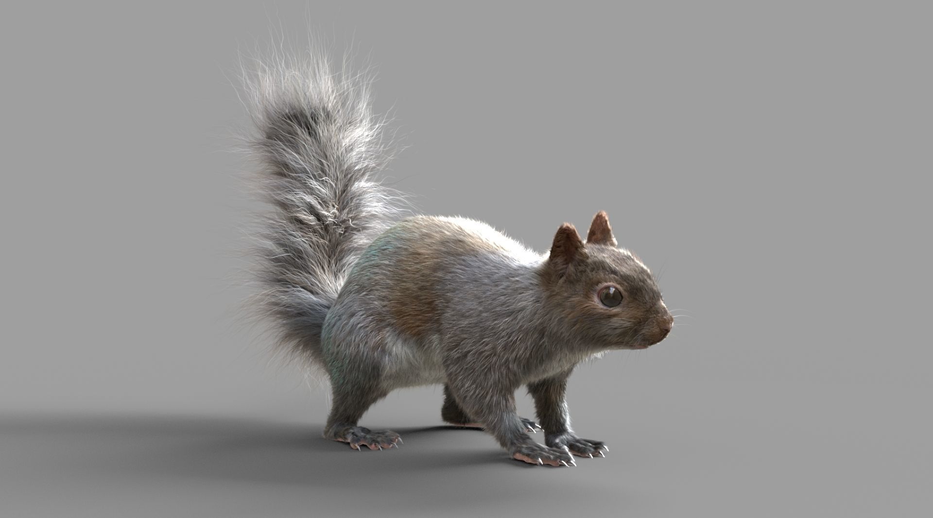 Squirrel 3D model_4