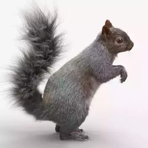 Squirrel 3D model