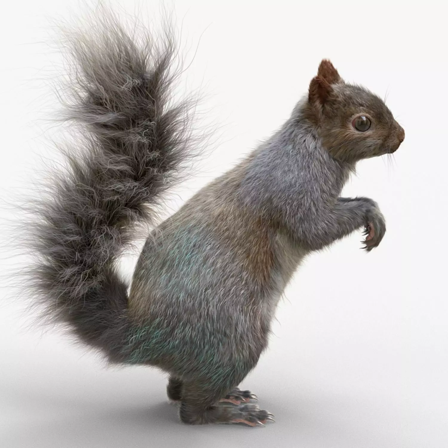 Squirrel 3D model_0
