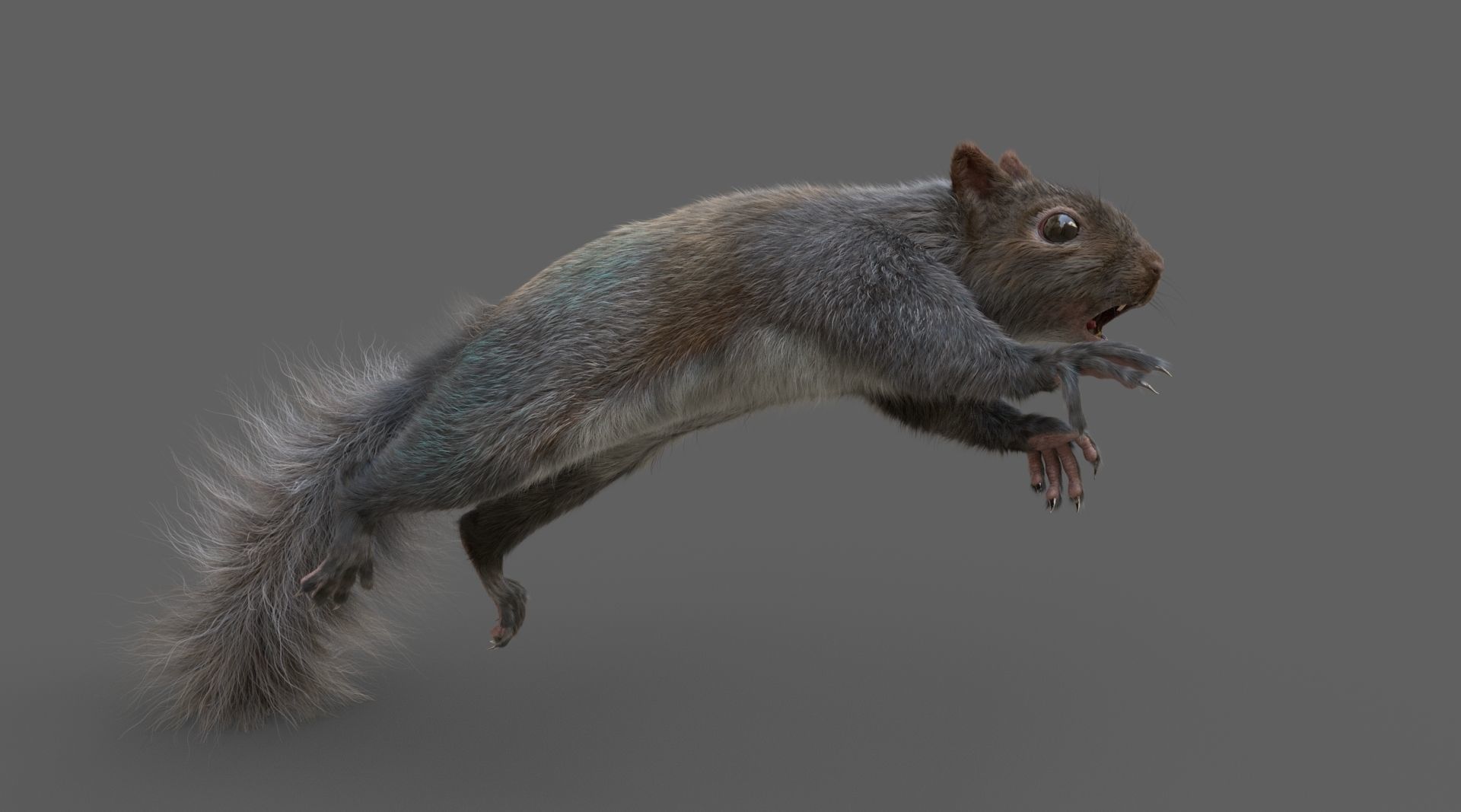 Squirrel 3D model_6
