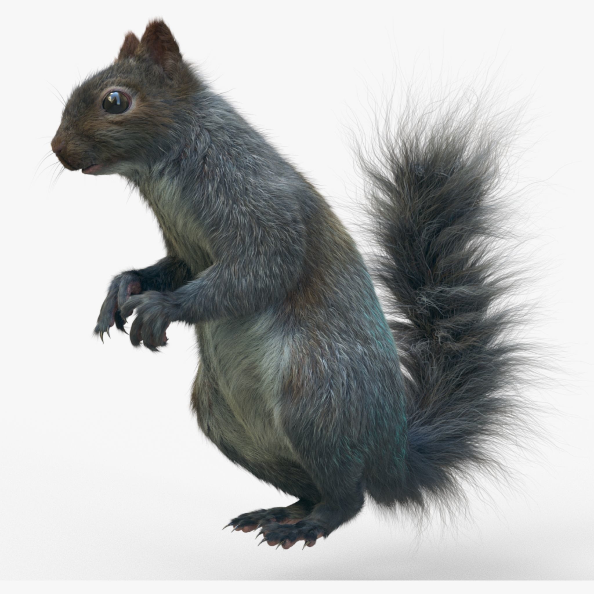 Squirrel 3D model_7